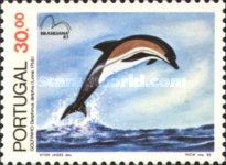 Common Dolphin (Delphinus delphis)