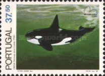Killer Whale (Orcinus orca)