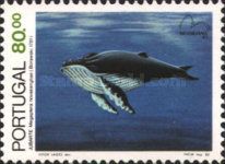 Humpback Whale (Megaptera novaeangliae)