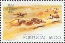 Cheetah (Acinonyx jubatus)