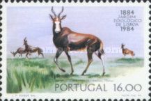 Blesbok (Damaliscus dorcas)