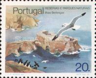 Yellow-legged Gull (Larus michahellis)