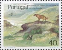Iberian Wolf (Canis lupus signatus)
