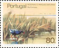 Western Swamphen (Porphyrio porphyrio)