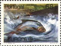 Allis Shad (Alosa alosa)
