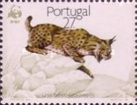 Iberian Lynx (Lynx pardinus)