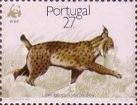 Iberian Lynx (Lynx pardinus)
