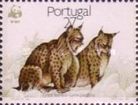 Iberian Lynx (Lynx pardinus)