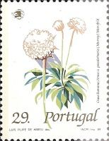 Armeria pseudarmeria