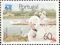 Greater Flamingo (Phoenicopterus roseus)