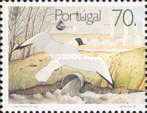 Black-headed Gull (Larus ridibundus)