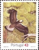 Imperial Eagle (Aquila heliaca)