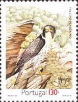 Peregrine Falcon (Falco peregrinus)