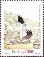 Hen Harrier (Circus cyaneus)