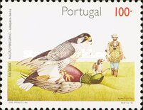 Peregrine Falcon (Falco peregrinus), Mallard (Anas platyrhyn