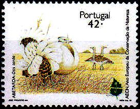 Great Bustard (Otis tarda)