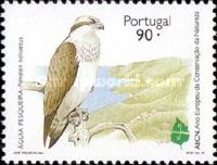 Osprey (Pandion haliaetus)
