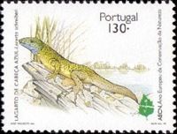 Iberean Emerald Lizard (Lacerta schreiberi)