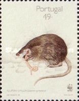 Pyrenean Desman (Galemys pyrenaicus)
