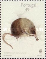 Pyrenean Desman (Galemys pyrenaicus)