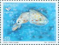 European Squid (Loligo vulgaris)