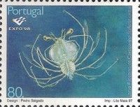 Small European Locust Lobster (Scyllarus arctus)