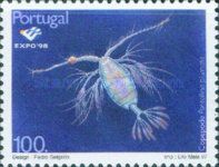 Calanoid Copepod (Pontellina plumata)