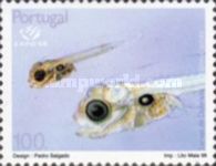 Gilthead Seabream (Sparus aurata), Larva