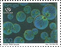Sea Sparkle (Noctiluca miliaris)