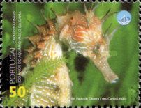 Seahorse (Hippocampus sp.)