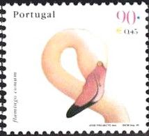 Greater Flamingo (Phoenicopterus roseus)