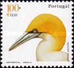 Northern Gannet (Morus bassanus)