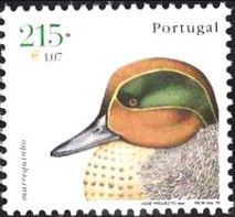 Green-winged Teal (Anas crecca)