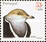 Little Bustard (Tetrax tetrax)
