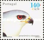 Black-winged Kite (Elanus caeruleus)