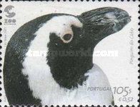 African Penguin (Spheniscus demersus)
