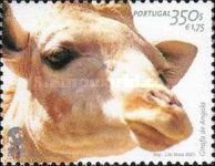Giraffe (Giraffa camelopardalis)