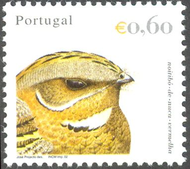 Red-necked Nightjar (Caprimulgus ruficollis)