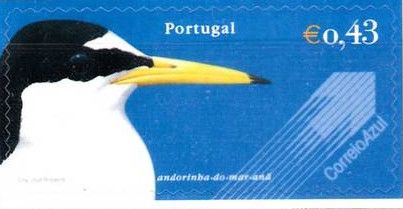 Little Tern (Sterna albifrons)