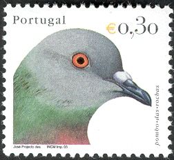 Rock Dove (Columba livia)