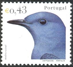 Blue Rock Thrush (Monticola solitarius)