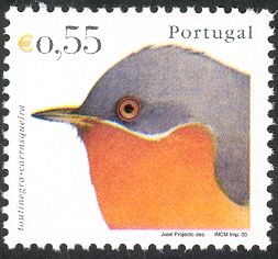 Western Subalpine Warbler (Curruca iberiae)