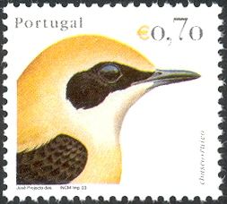 Western Black-eared Wheatear (Oenanthe hispanica)