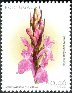 Heath Spotted-orchid (Dactylorhiza maculata)
