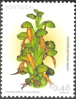 Man Orchid (Aceras anthropophorum)