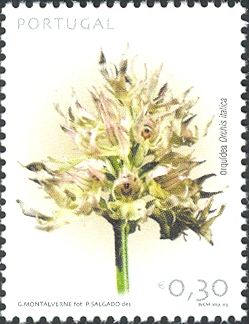 Naked man Orchid (Orchis italica)