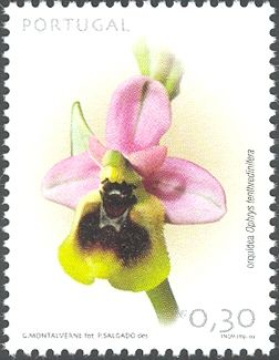 Sawfly Orchid (Ophrys tenthredinifera)
