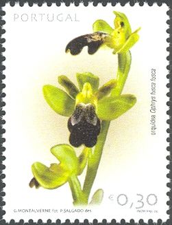 Sombre Bee-orchid (Ophrys fusca fusca)