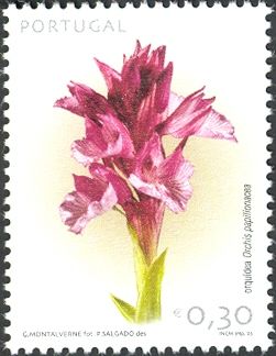 Pink Butterfly Orchid (Orchis papilionacea)