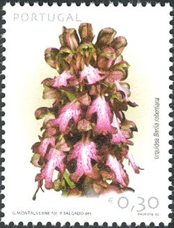 Barlia robertiana